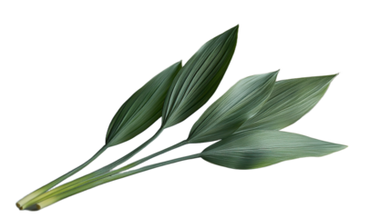 Close-up of three delicate, grayish-green leaves attached to a stem