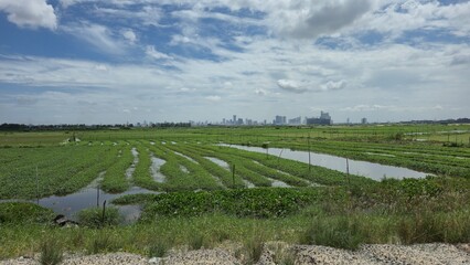 Outskirts of Phnom Penh, Cambodia – 25 June 2025. Watered crop rows run across flat farmland with...