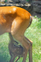 Suburban Deer with its Fawn