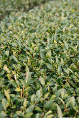 冬に剪定された茶畑
