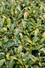 冬に剪定された茶畑