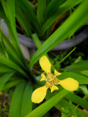 Iris pseudacorus, the yellow flag, yellow iris, or water flag, is a species of flowering plant in...