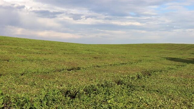 Panoramic left-to-right view of vast tea fields in Misiones, Argentina. The crop covers rolling hills and the terrain's contours, ending with a path that disappears into the horizon.