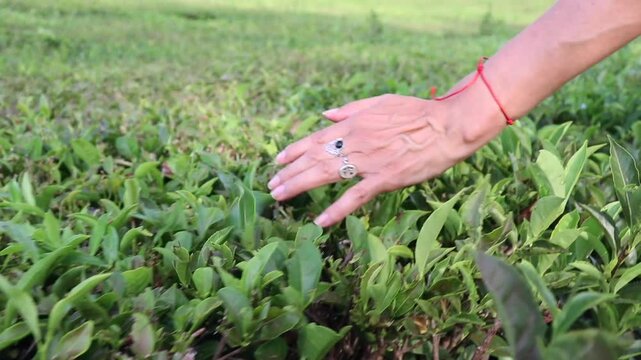 Close-up of a hand gliding through tea leaves in a plantation field in Obera, Misiones, Argentina. Sun and shadow intermingle as the hand moves forward among the shoots