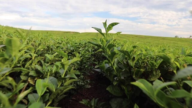 Camera advances through a furrow between tea bushes in Obera, Misiones, Argentina. Leaves brush the lens before rising to show the plantation's expanse to the horizon.