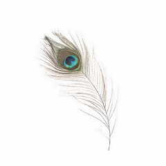 Detailed peacock feather against a white background.