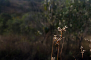 wild flowers in the forest