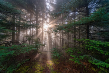 Fototapeta premium Golden light filters through the serene morning woods