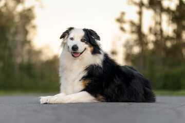 Australian Shepherd Lying on Road at Sunset