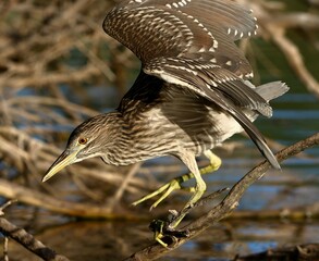 Juvenile Black-crowned Night Heron great blue heron
