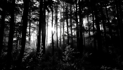 Fototapeta premium Monochrome forest scene, stark contrast of light and shadow on trees and foliage, peaceful, woods