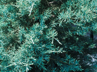 Close-up of blue pine needle texture for nature and environment background.