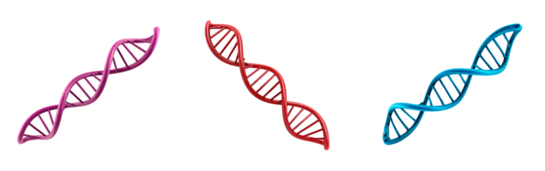 Colorful DNA helix models in red, blue, and purple on transparent background, PNG	