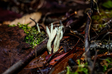 fungi tasmania. 