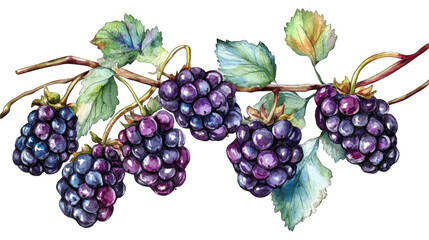Watercolor Painting Of A Blackberry Branch With Ripe Blackberries And Green Leaves Isolated On Transparent Background