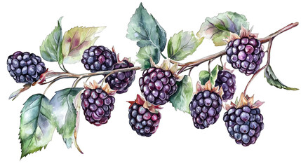 A Watercolor Painting Of A Blackberry Branch With Ripe Blackberries And Green Leaves The Berries Are Clustered Together On The Branch And Have A Glossy Dark Purple Appearance The Leaves Are A Vibrant