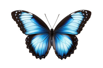 A Vibrant Blue Butterfly With Black And White Accents On Its Wings Isolated Against A Transparent Background The Butterfly's Wings Are Spread Wide Showcasing Its Intricate Pattern