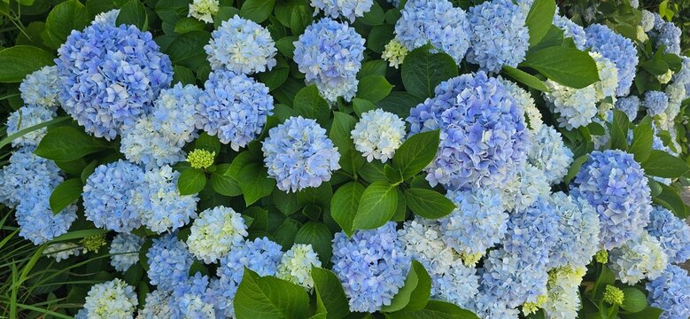 blue and green Hydrangea