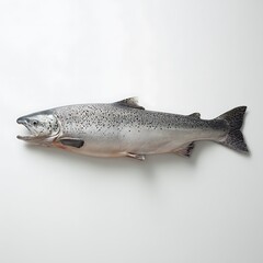 Fresh salmon laid out on a white surface.
