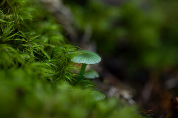 mycena interrupta green 