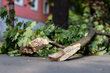 Broken tree fallen on the street next to a car after a hurricane. The accident caused the broken...
