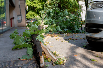 Broken tree fallen on the street next to a car after a hurricane. The accident caused the broken...