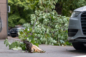 Broken tree fallen on the street next to a car after a hurricane. The accident caused the broken branches to fall next to the car.