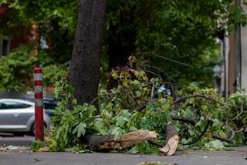 Broken tree fallen on the street next to a car after a hurricane. The accident caused the broken...