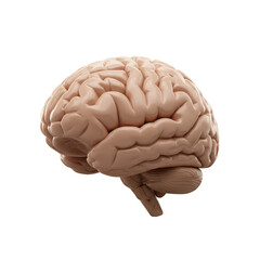 3D Brain Anatomy Model Science Medicine Organ Isolated Transparent