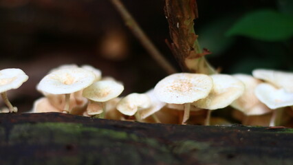 American shitake or  Lentinula raphanica grow on dead tree trunks.                  