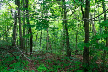 Obraz premium O'Shaughnessy Nature Preserve, Dublin, Ohio
