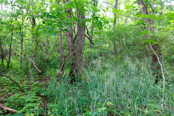 O'Shaughnessy Nature Preserve, Dublin, Ohio