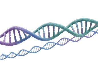3D Rendering of Double Helix DNA Structure Transparent Background