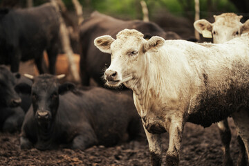 Res Black Angus