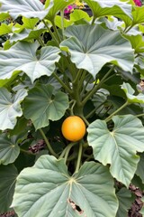 the photo shows a dense bush with large, wavy, green leaves.  in the center of the image, tucked among the branches, is a round, golden yellow fruit