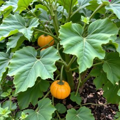 the image shows a plant with large, green leaves and small, bright orange fruits growing in a garden setting