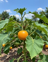 the image showcases a cultivated plant in an outdoor setting, surrounded by soil