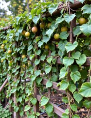 the image features a wooden trellis abundantly covered in verdant vines with heart shaped leaves