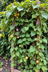 the image features a wooden structure covered with climbing vegetation. heart shaped green leaves densely cover the frame, interspersed with round, yellow fruit