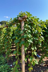 the image displays a structure with climbing plants under a bright blue sky. the climbing greenery drapes down from a wooden frame, creating a curtain like effect
