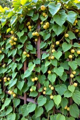 a close up shot captures a fence densely covered with a lush vine. the leaves are broad, heart shaped, and a vibrant green, creating a wall of foliage