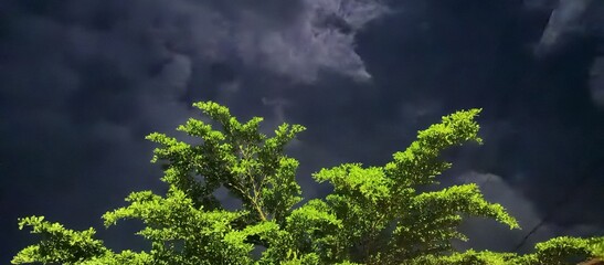 Lush Green Tree Branches Against Dramatic Night Sky