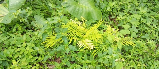 Lush Green Undergrowth with Vibrant Yellow Fern Leaves
