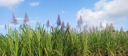 Lush Sugarcane Field with Plumes Under Blue Sky