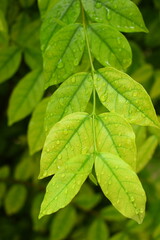 water drop on green leaf in the garden, natural background in springtime