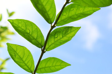 green leaf with water drop in the garden, blue sky and white cloud background in springtime