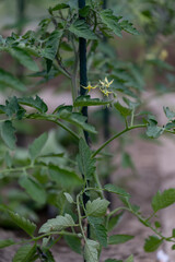 Yellow tomato flowers near a support stake, captured in natural outdoor light, highlighting the...