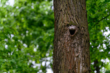 Bird cavity in a tree trunk outdoors in a forest, captured in natural light, highlighting the hollow opening and textured bark in its woodland setting. 

