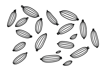 Fototapeta premium Fennel Seeds Detailed Line Art Illustration Vector Isolated on White