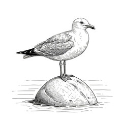 Obraz premium Detailed Illustration a Seagull on Rock Transparent Background Animal